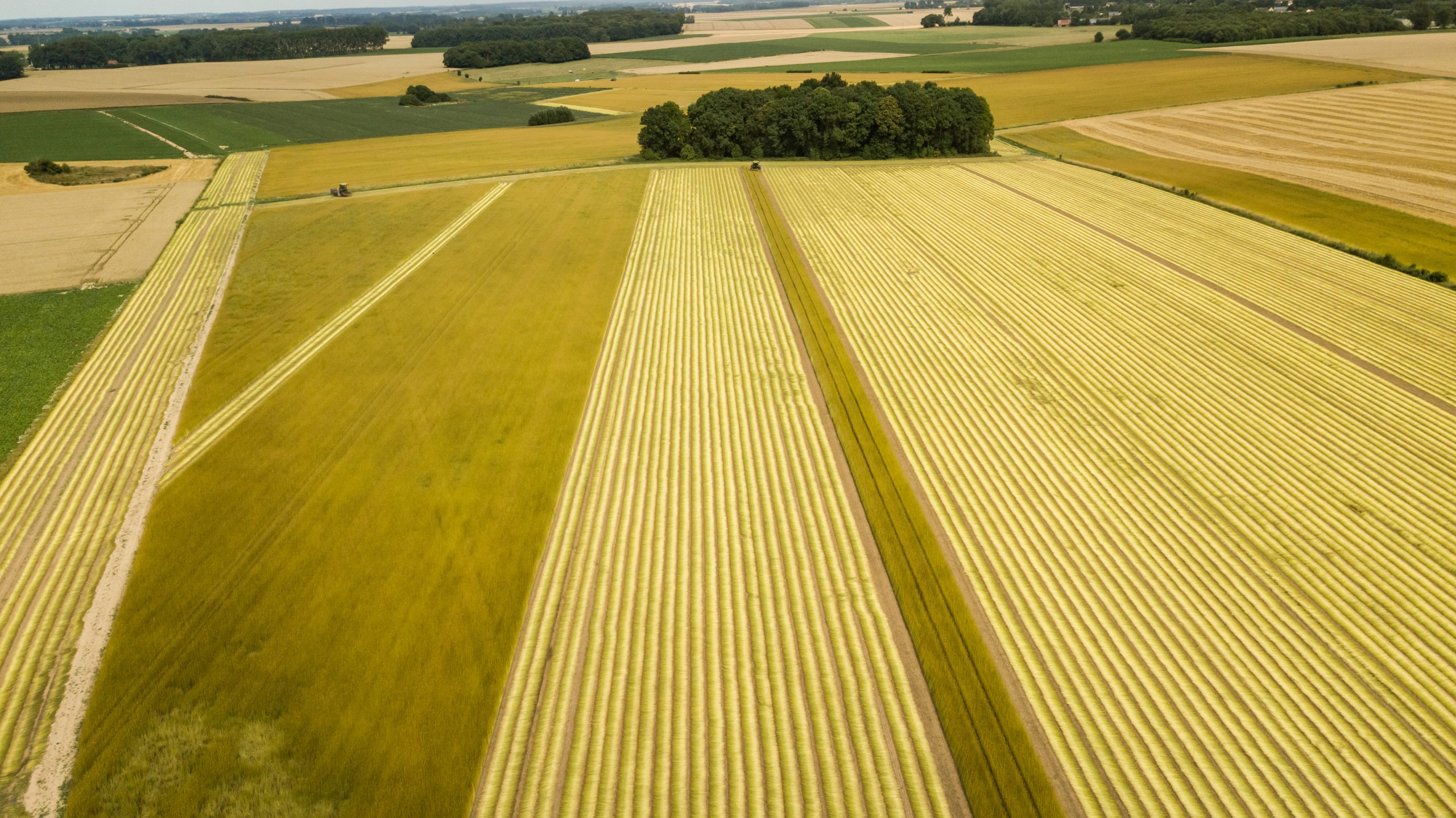 Campo di lino